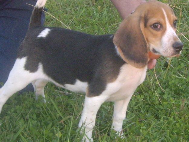 SE VENDE CACHORROS BEAGLE TRICOLOR A 300€. PORTES INCLUIDOS