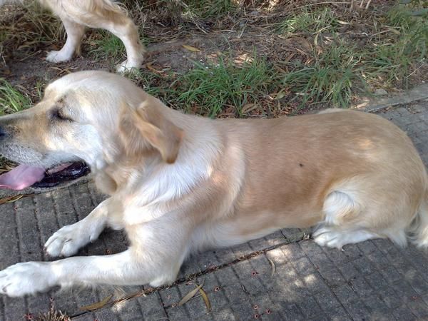 se vende golden retriever hembra