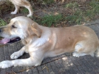 se vende golden retriever hembra - mejor precio | unprecio.es