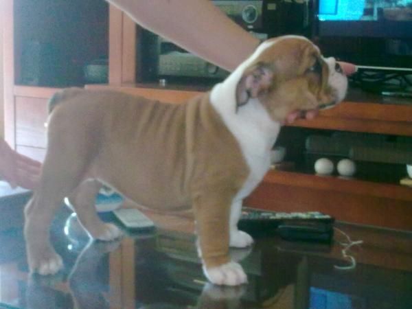 se vende ultimo bulldog ingles macho con loe