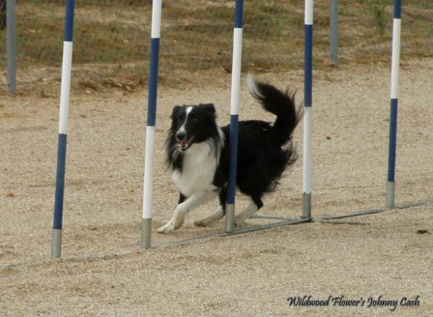 Shetland o Sheltie