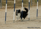 Shetland o Sheltie - mejor precio | unprecio.es