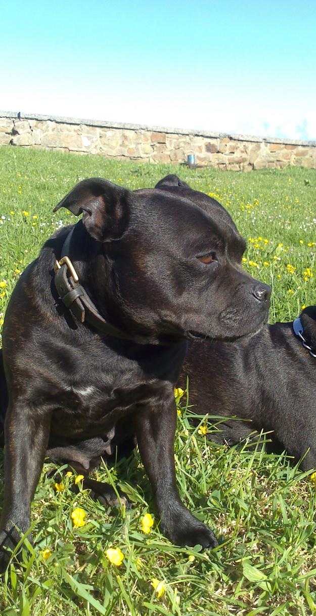 Staffordsire Bull terrier