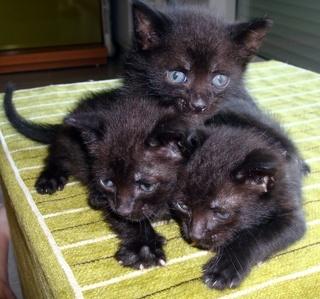 Tres panteritas machos de cuatro semanitas. Adopta.