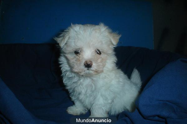 vendo bichon maltes miniatura