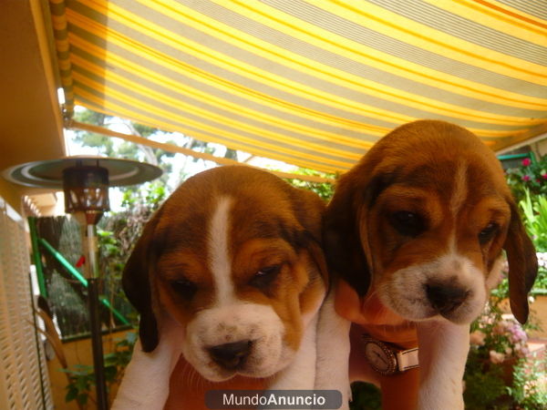 BEAGLE, PRECIOSA CAMADA EN VENTA