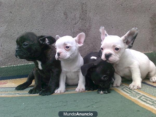 bulldog frances cachorros