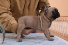 BULLDOG FRANCES HEMBRA FAWN(MARRON)CON PEDIGREE RSCE Y AFIJO - mejor precio | unprecio.es