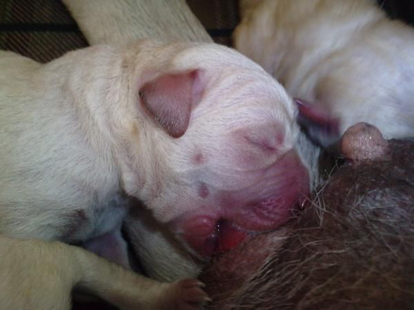 cachorritos de labrador blancos