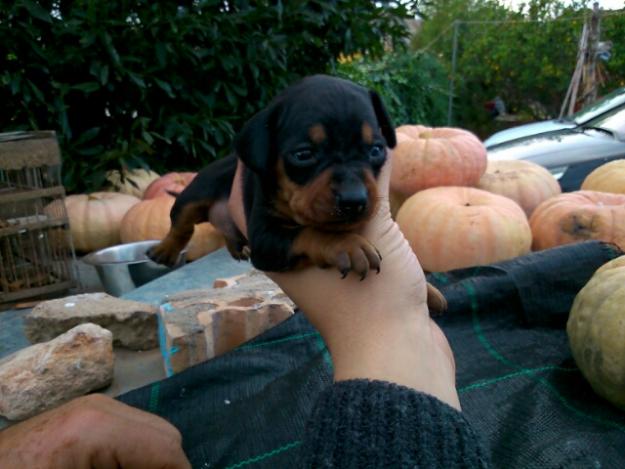 cachorritos pinscher preciosos!!