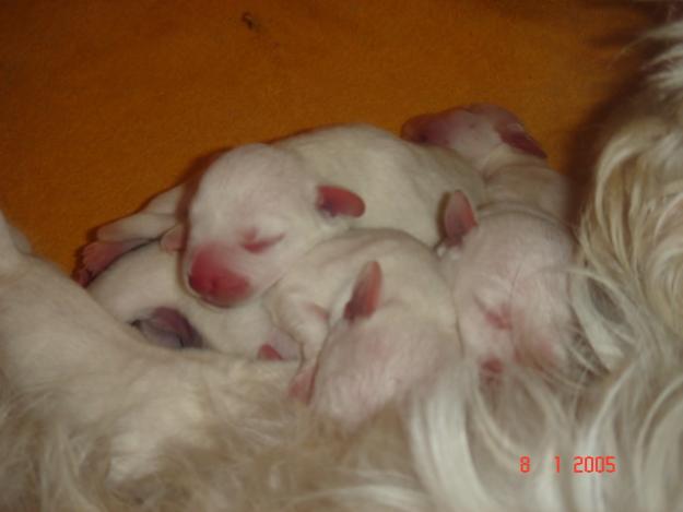 Cachorritos schnauzer miniatura