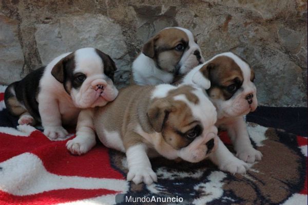 Cachorros Bulldog Ingles Nieto de multicampeones