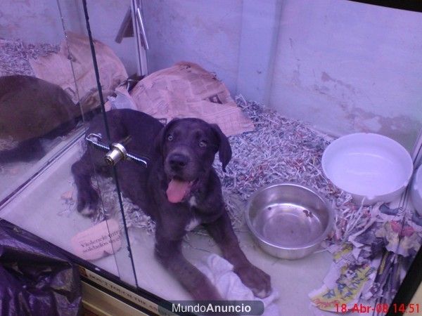 DOGO O GRAN DANES cachorros