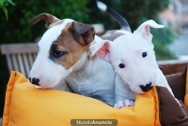 En venta preciosos Bullterrier