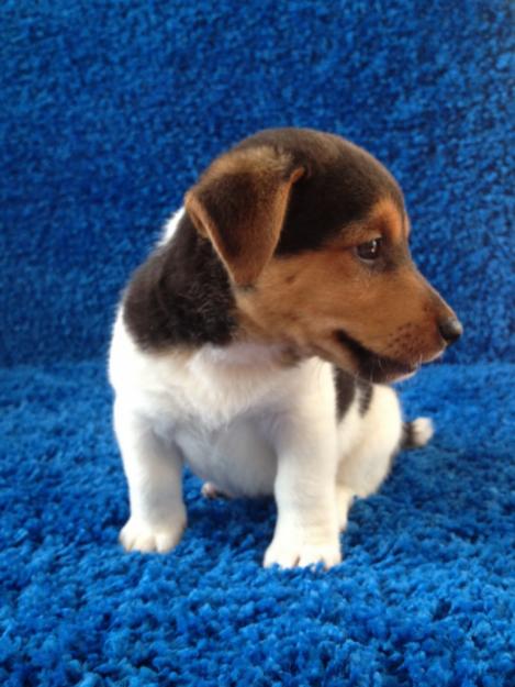 jack russell terrier preciosos cachorros disponibles