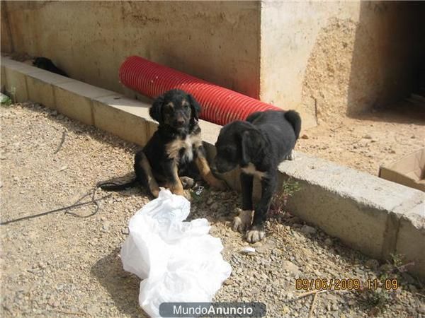 regalo cachorritos