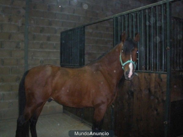 se vende caballo PRE y cuadras desmontables