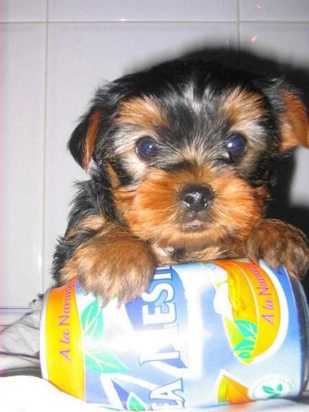 Yorkshire Terrier Minuatura LOE