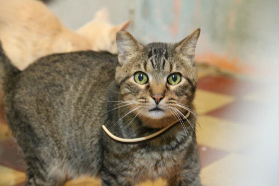 Tigretón, guapísimo gato joven y cariñoso busca su hogar para olvidar...