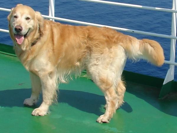 APAREAMIENTO GOLDEN RETRIVER: SE OFRECE HERMOSO MACHO CON PEDEGRI