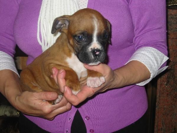 Boxer,cachorros,leonados con blanco,pedigree.