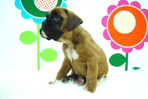 Boxer // Para Tu Familia Cachorros de Calidad y Comfianza // www.animalflower.es //       jmn12kf