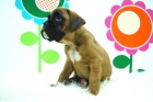 Boxer // Para Tu Familia Cachorros de Calidad y Comfianza // www.animalflower.es // jmn12kf - mejor precio | unprecio.es