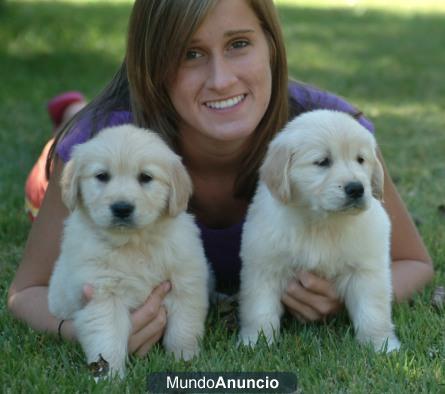 cachorritos golden retriever,adopcion