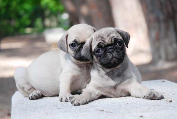 Cachorros  de Carlino, muy buen precio