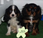 Cavalier,impresionantes cachorros en venta - mejor precio | unprecio.es