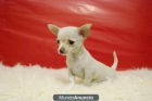 Chihuahuas toy\'\'\' cachorritos de mini chihuahua con pedigre - mejor precio | unprecio.es