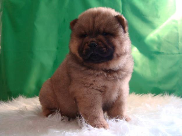 Chow Chow canela 450 euros