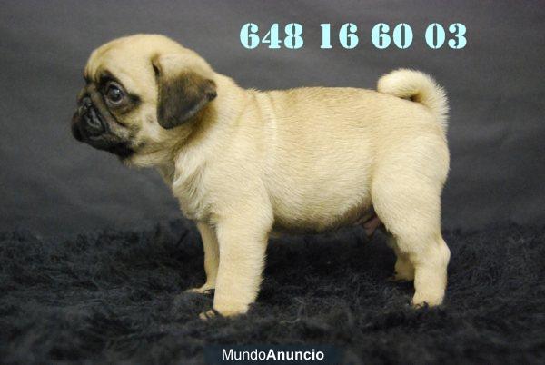 Disponible camada de Carlino Pug, primera calidad, muy compactos