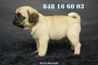 Disponible camada de Carlino Pug, primera calidad, muy compactos - mejor precio | unprecio.es