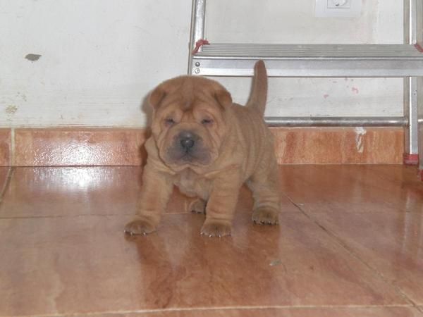 EN ZARAGOZA, VENDO CACHORRITOS SHAR PEI, DE PARTICULAR A PARTICULAR, pedigre oficial RSCE (LOE), MUY BARATOS