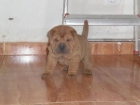 EN ZARAGOZA, VENDO CACHORRITOS SHAR PEI, DE PARTICULAR A PARTICULAR, pedigre - mejor precio | unprecio.es