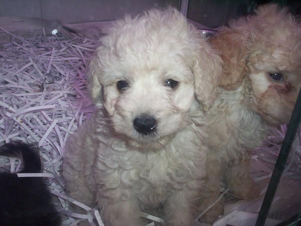 Bichon Frisé en venta cachorros