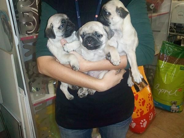 CACHORRITOS DE CARLINO, MACHOS Y HEMBRAS 560 EUROS