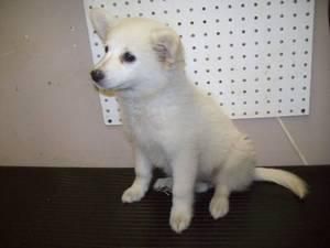 maravilloso de América Sskimo cachorro Spitz de   120