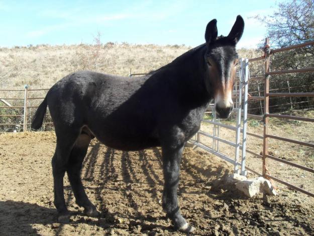 MULETOS PERCHERONES MUY BUENOS