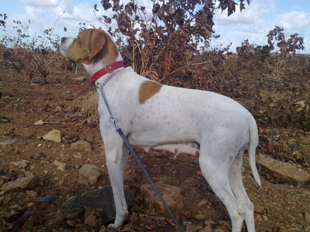 Pointer cazadores