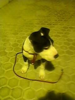 vendo american pitbull terrier de 3 meses