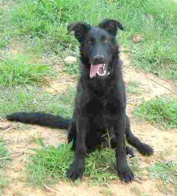 Cachorrita de 8 meses tamaño medio cruce pastor belga muy cariñosa