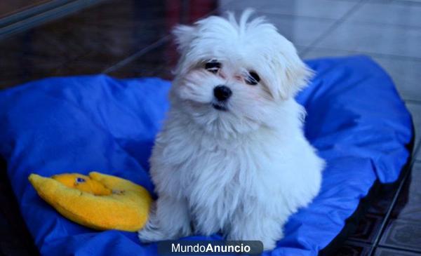 bichon males calidad economicos 299 €