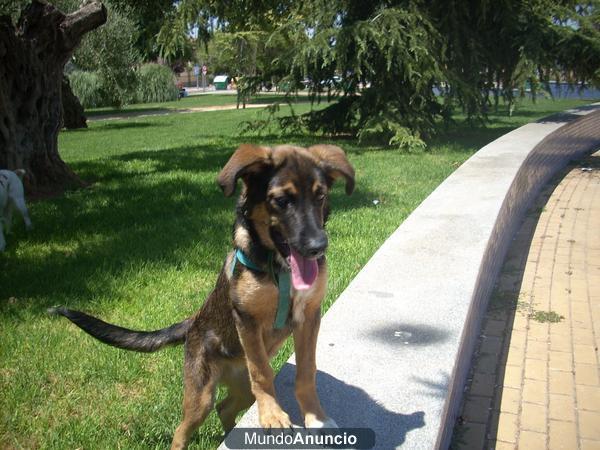 cachorra encontrada en dos Hermanas