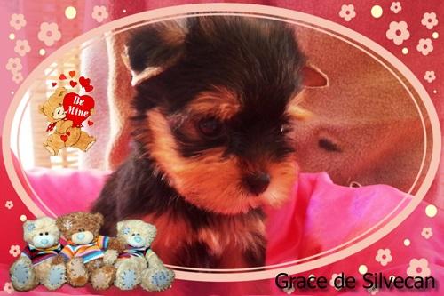 Cachorritos Yorkshire Terrier de Silvecan