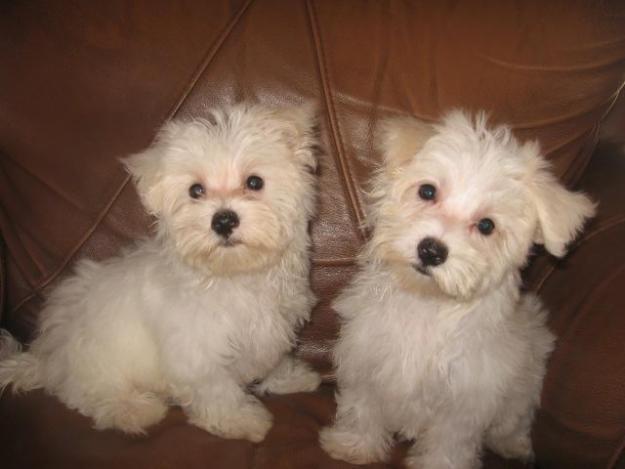 cachorro maltese para la venta