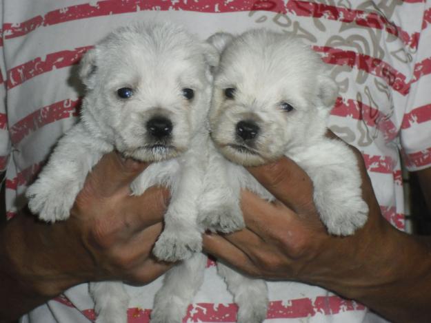 CACHORROS WESTY DESDE 300€