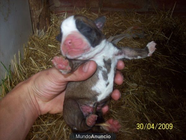 vendo camada de boxer