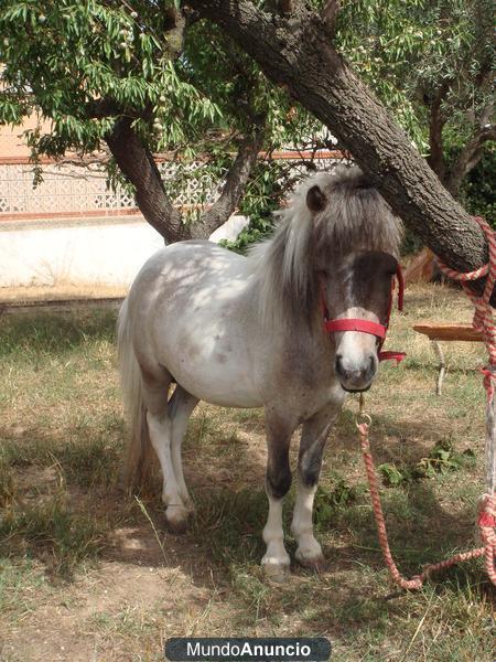 vendo pony